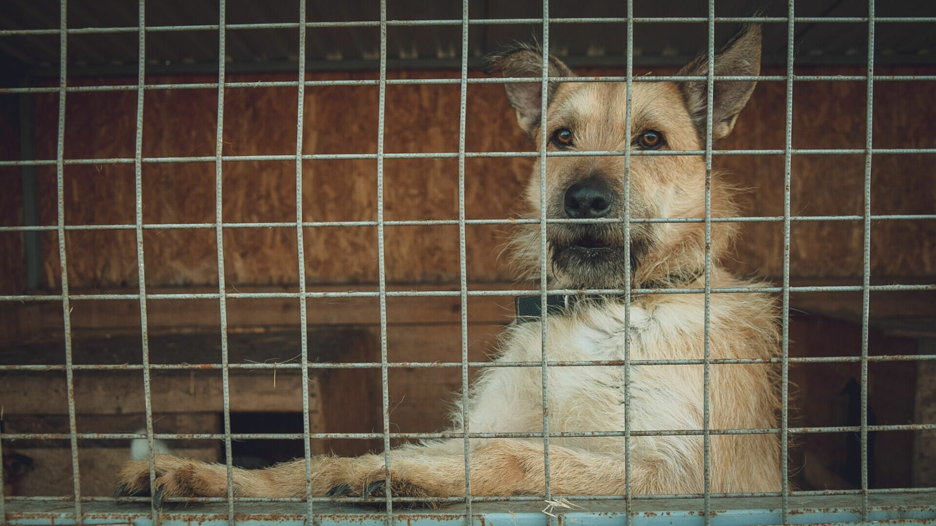 Новые приюты для бездомных собак появятся в Свердловской области