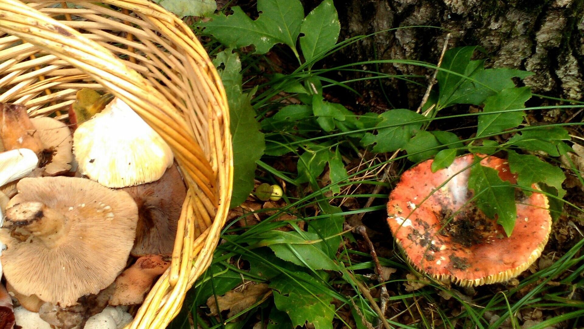 Стало известно, когда в лесах Свердловской области появятся грибы