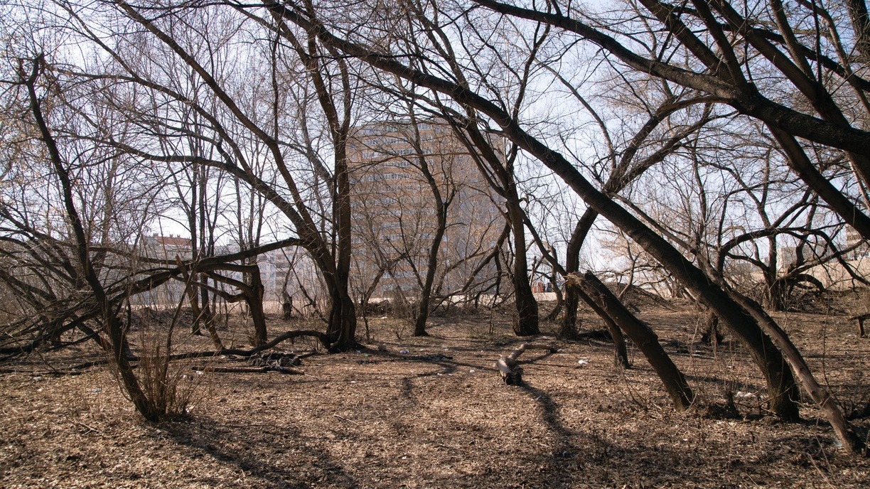 Дерево упало на женщину в Алапаевске