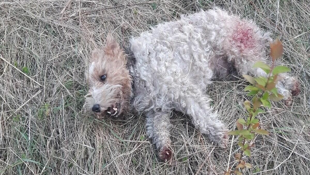 В Нижнем Тагиле бродячие собаки насмерть загрызли собаку прогулке
