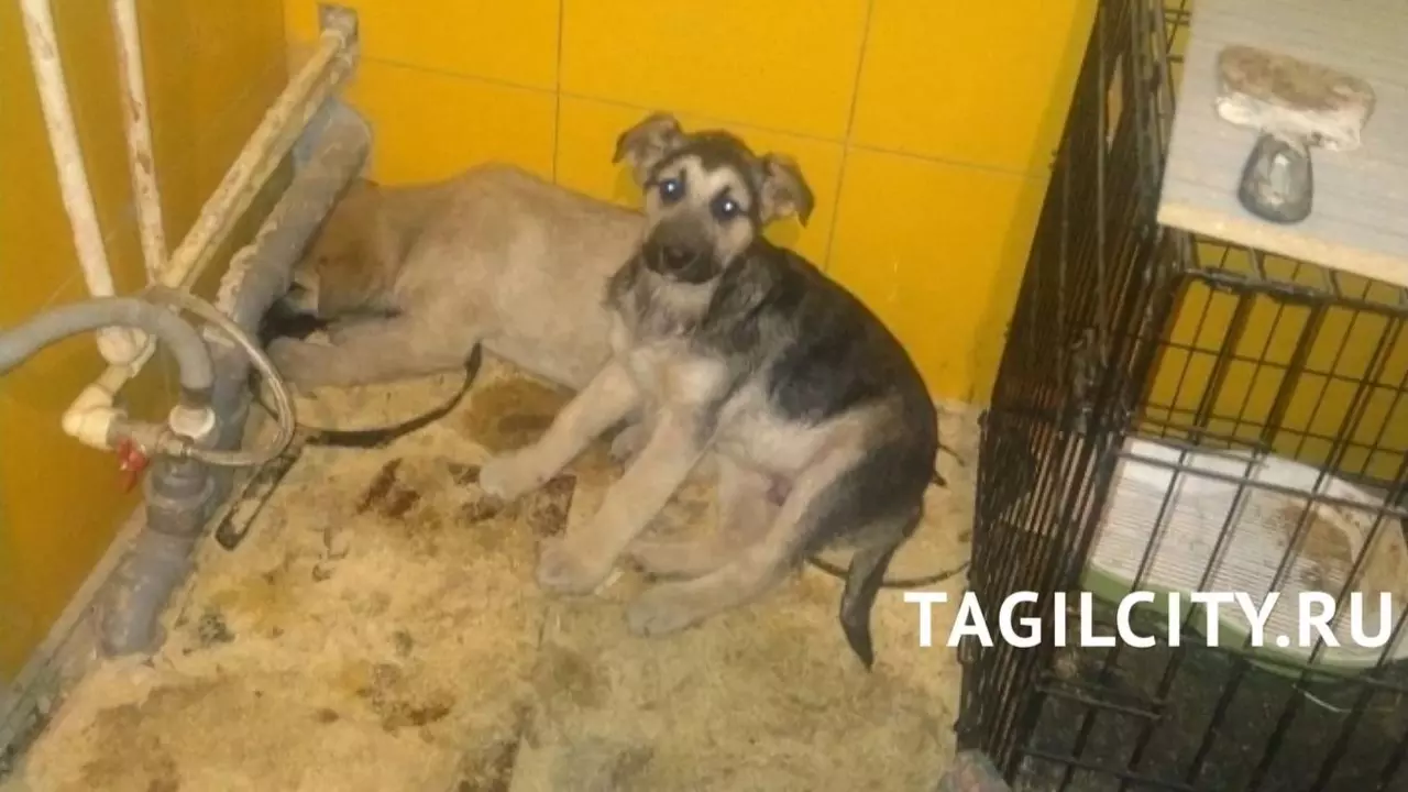 Суд обязал жительницу Нижнего Тагила устранить приют для 20 собак в квартире