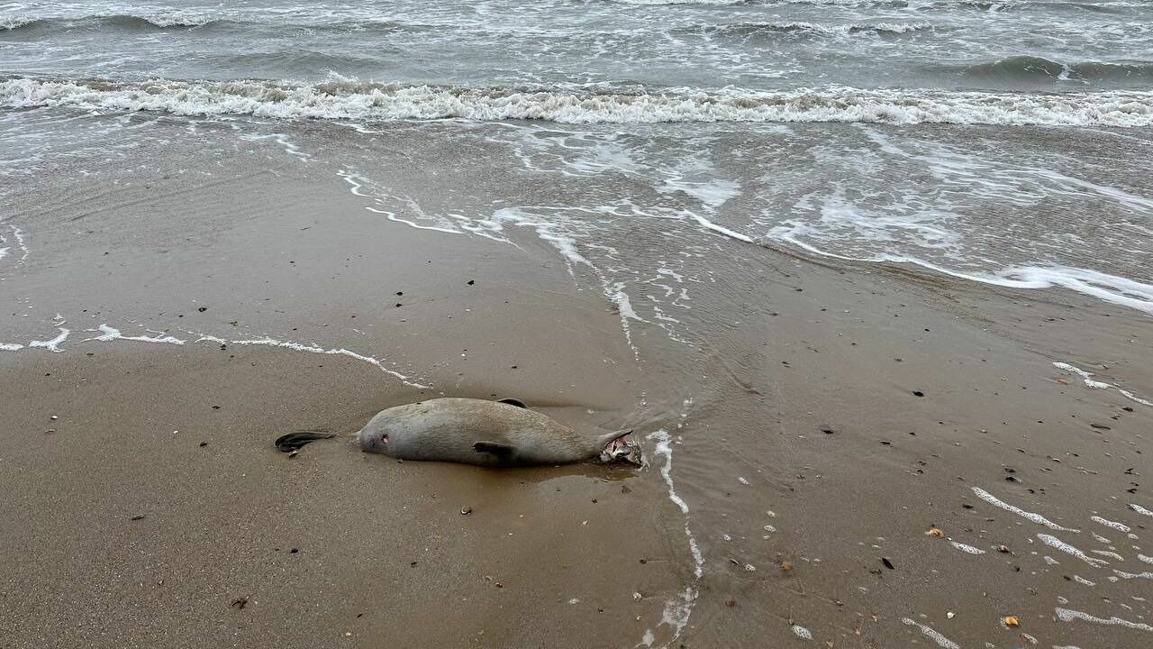 Фонд "Компас": Причиной массовой гибели тюленей на Каспии могут быть птицы
