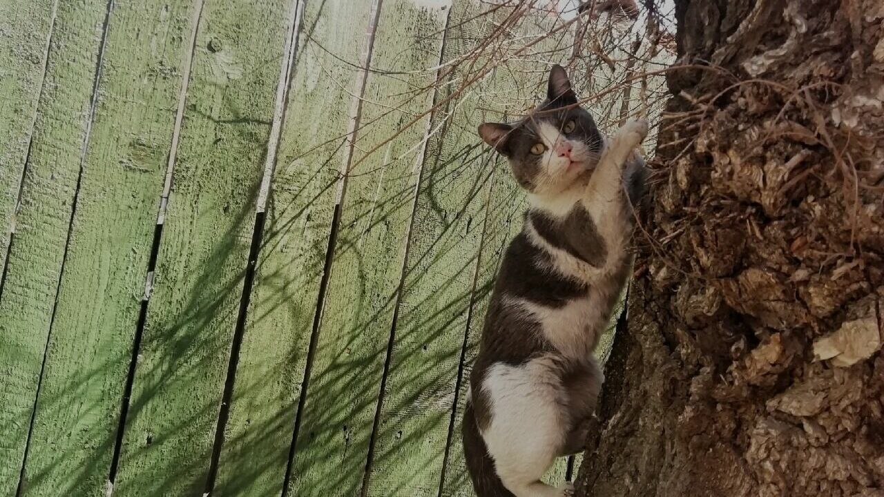 В Нижнем Тагиле кошка забралась на дерево и два дня ждала помощи