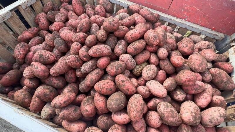 Валерий Лимаренко: обеспеченность области своим картофелем составляет 95%