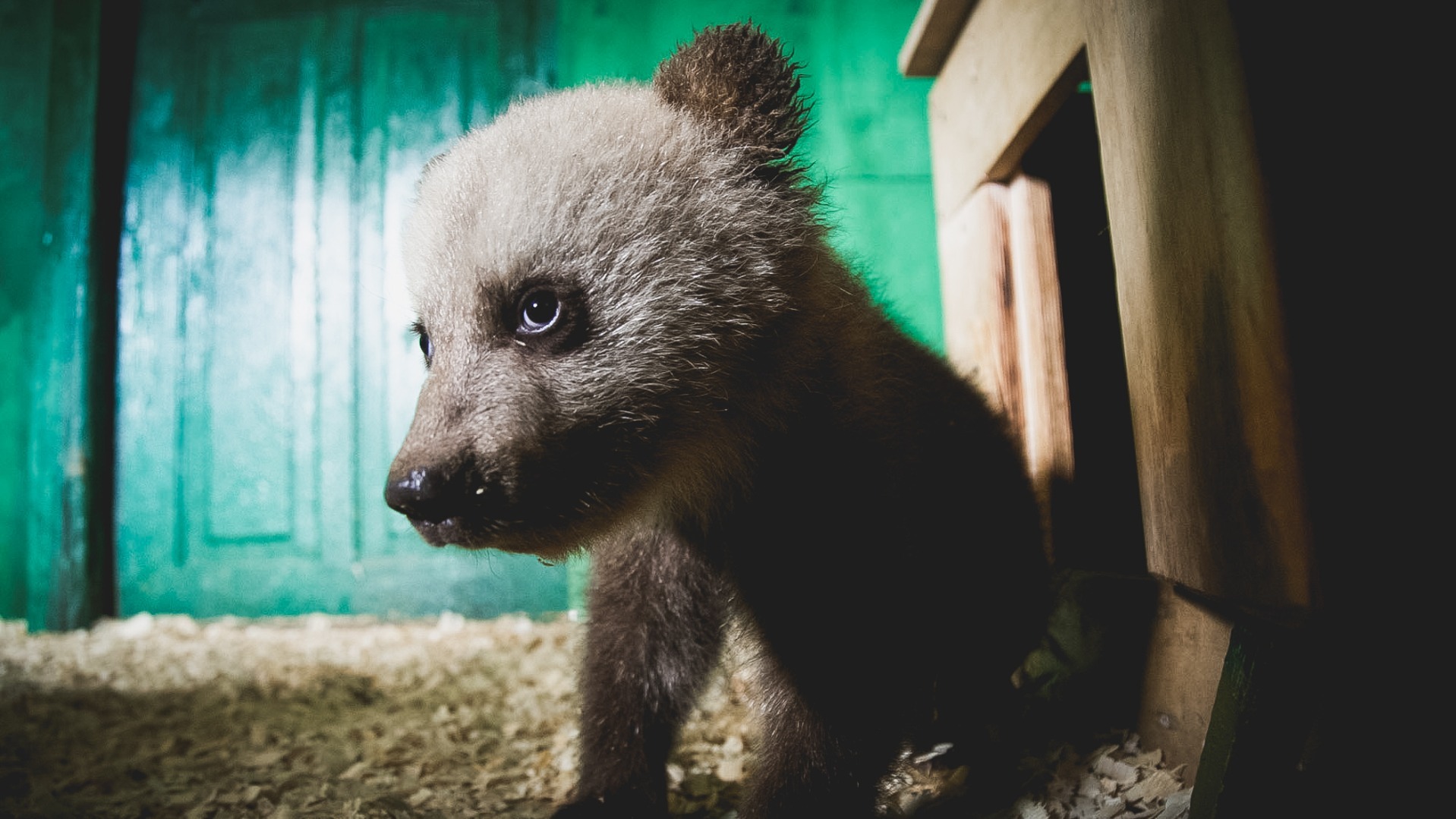В ХМАО браконьеры застрелили медвежонка на обочине автодороги при свидетелях