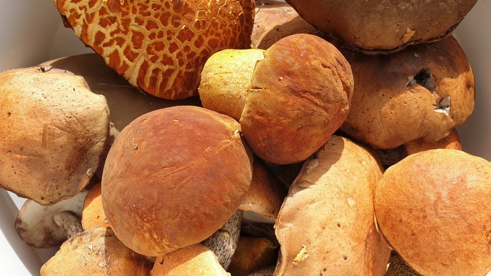 Где искать грибы в Нижнем Тагиле