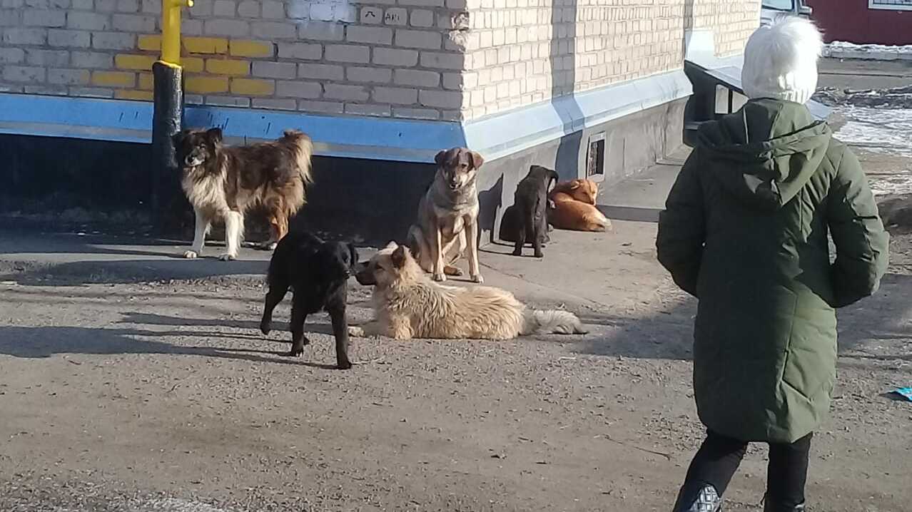 Стая бездомных собак в Нижнем Тагиле терроризирует водителей