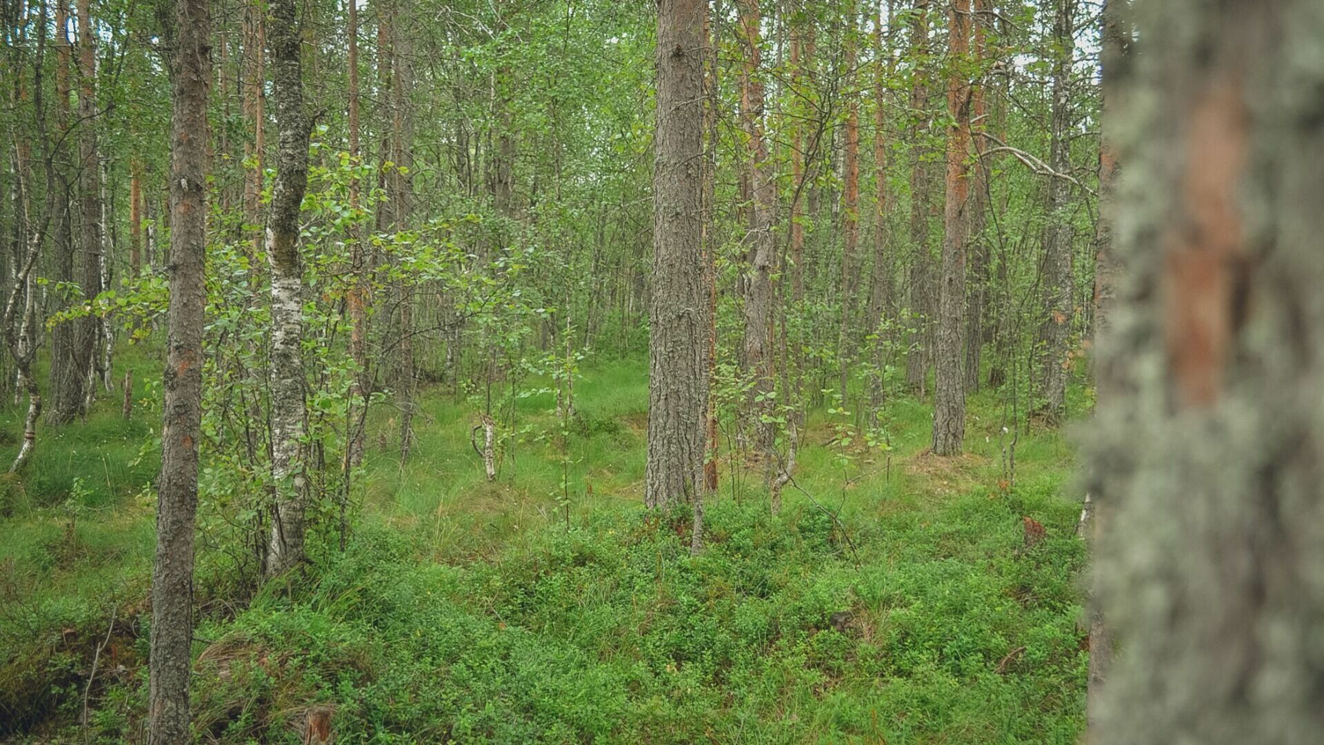 13 лесных пожаров ликвидировано в Свердловской области за прошедшие сутки
