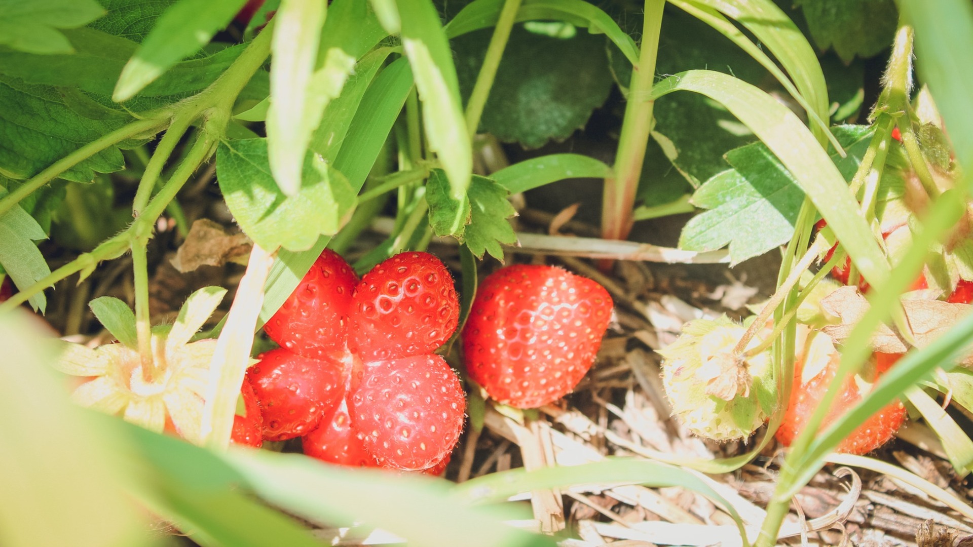 Жительница Свердловской области ушла за ягодами и не вернулась