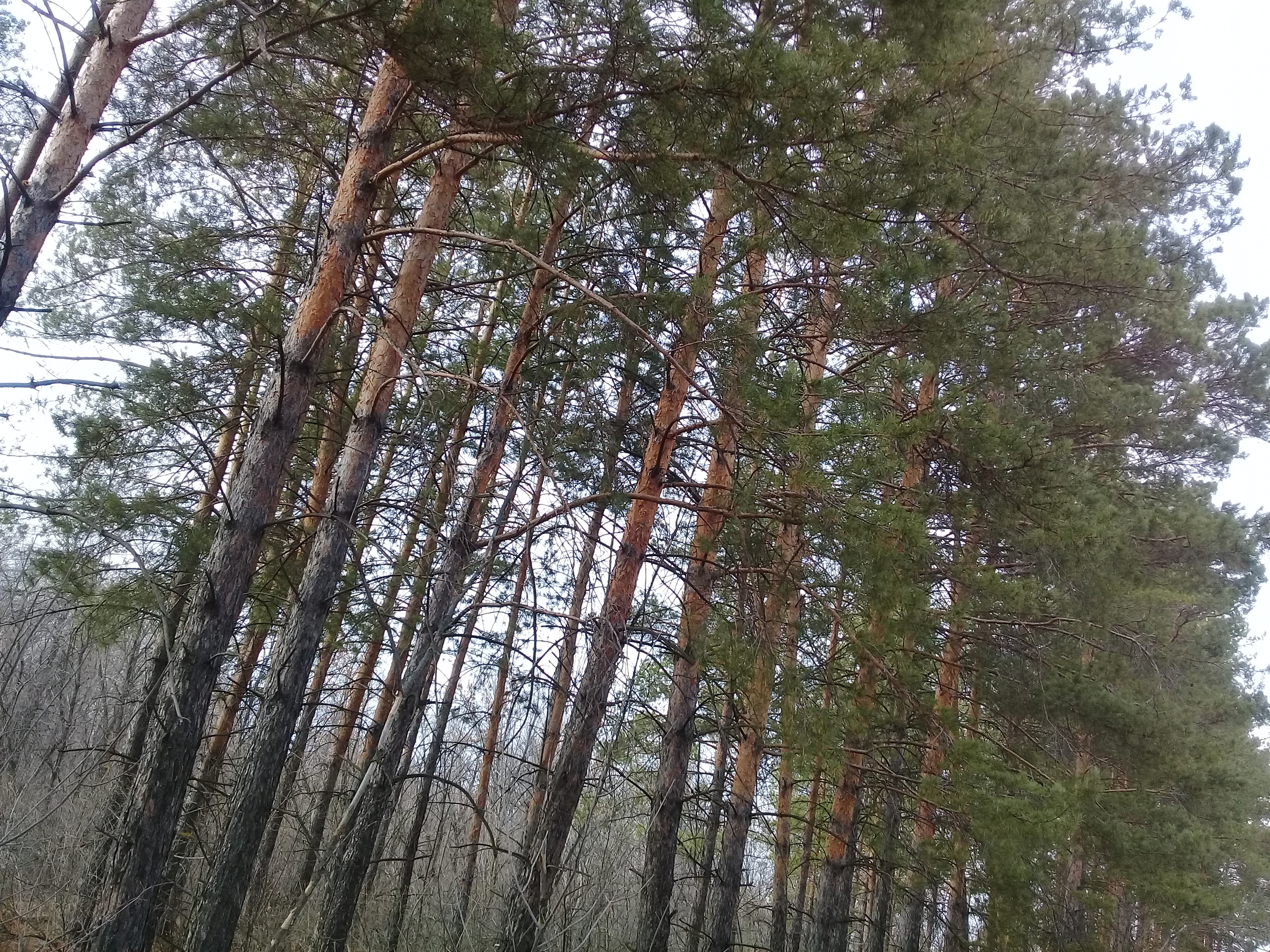 Фирму в Карпинске обязали возместить ущерб за вырубленный лес