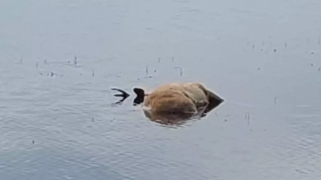 В екатеринбургском озере Шарташ нашли утонувшую косулю