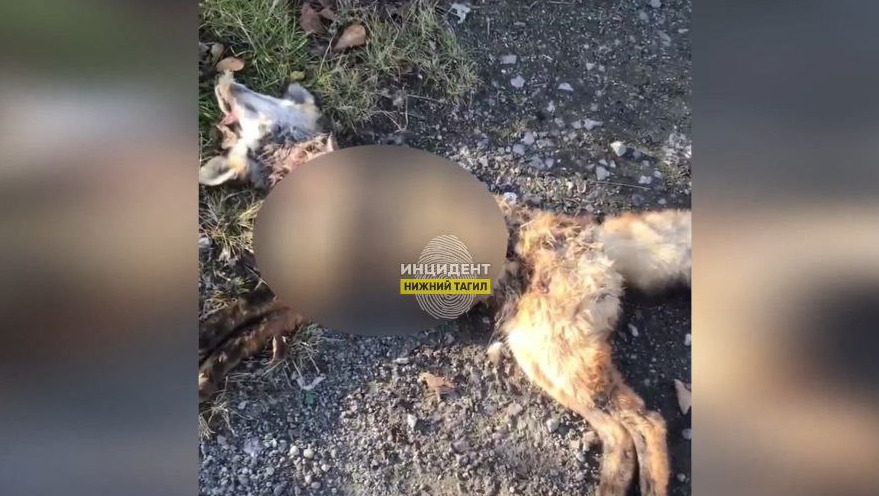В Нижнем Тагиле собаки разорвали дикую лису в гаражах