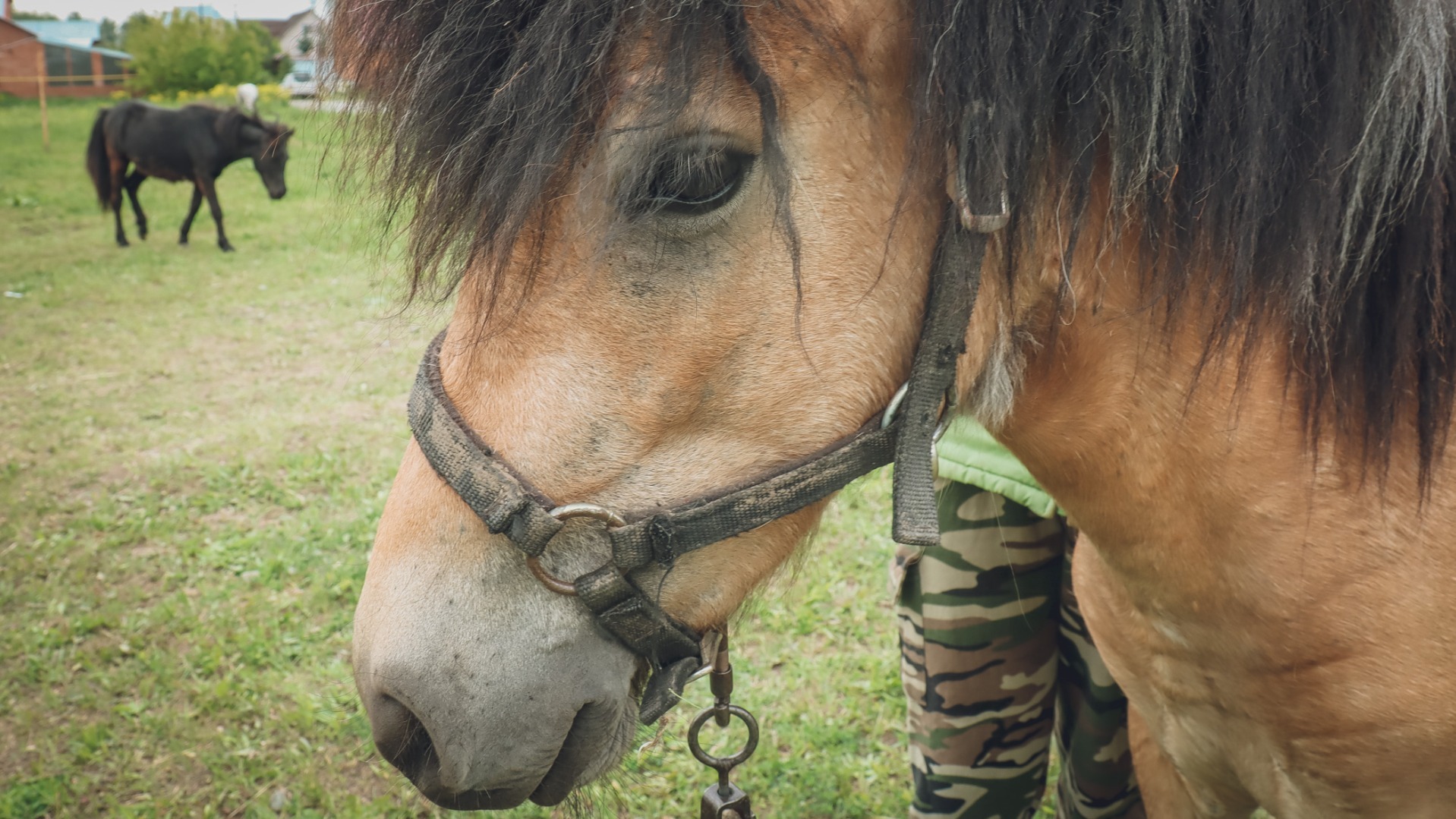 Группа борцов с нелегальным лошадиным бизнесом создана в Нижнем Тагиле