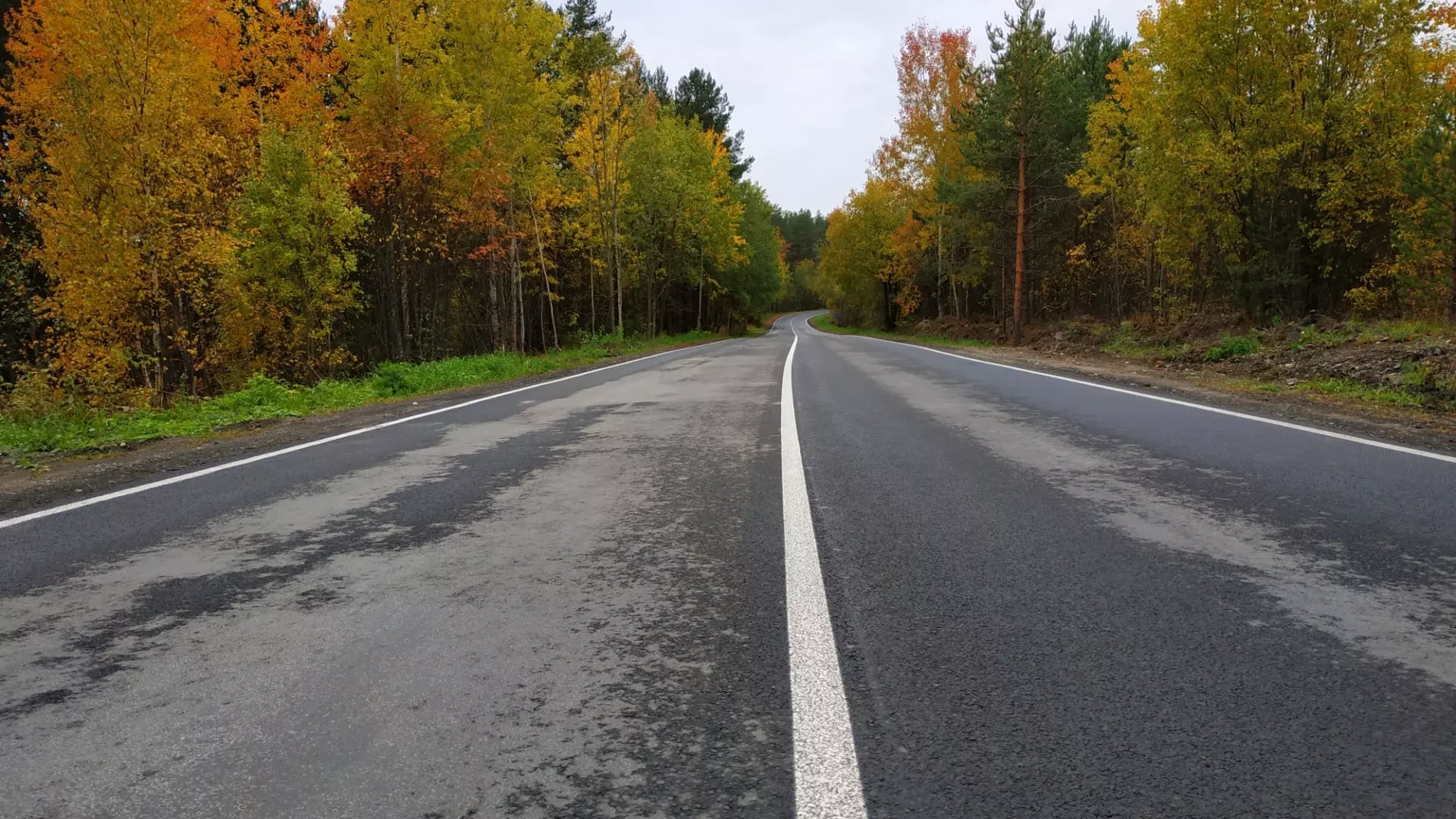 Водителей в Свердловской области предупредили о выбегающих на дорогу лосях