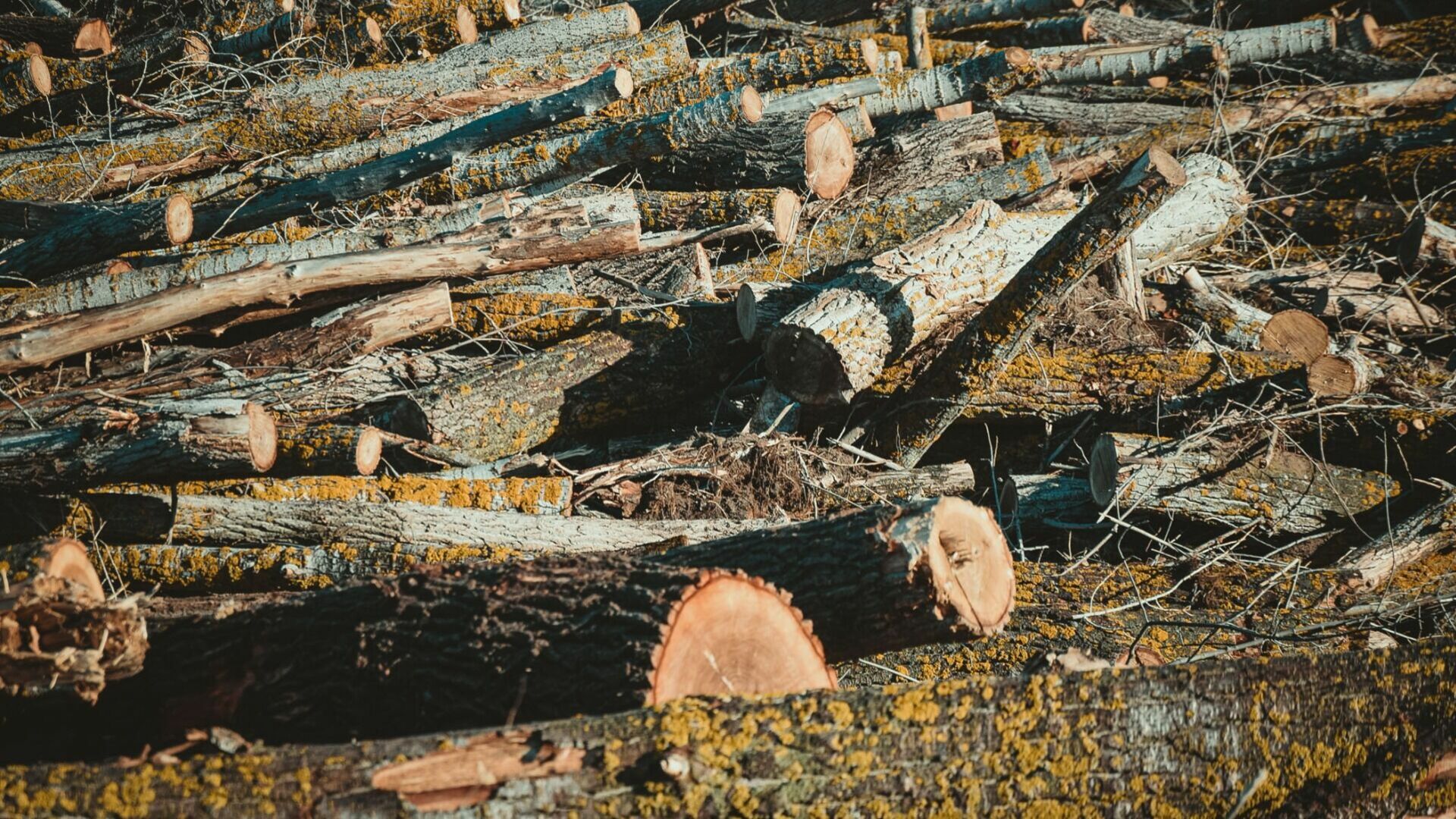 В Нижнем Тагиле на Новой Кушве вырубают деревья для чистки леса