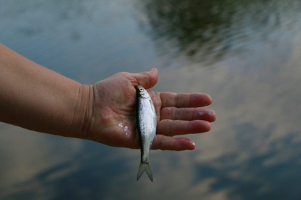 Тысячи мертвых рыб прибило к берегу Чусовского озера в Екатеринбурге