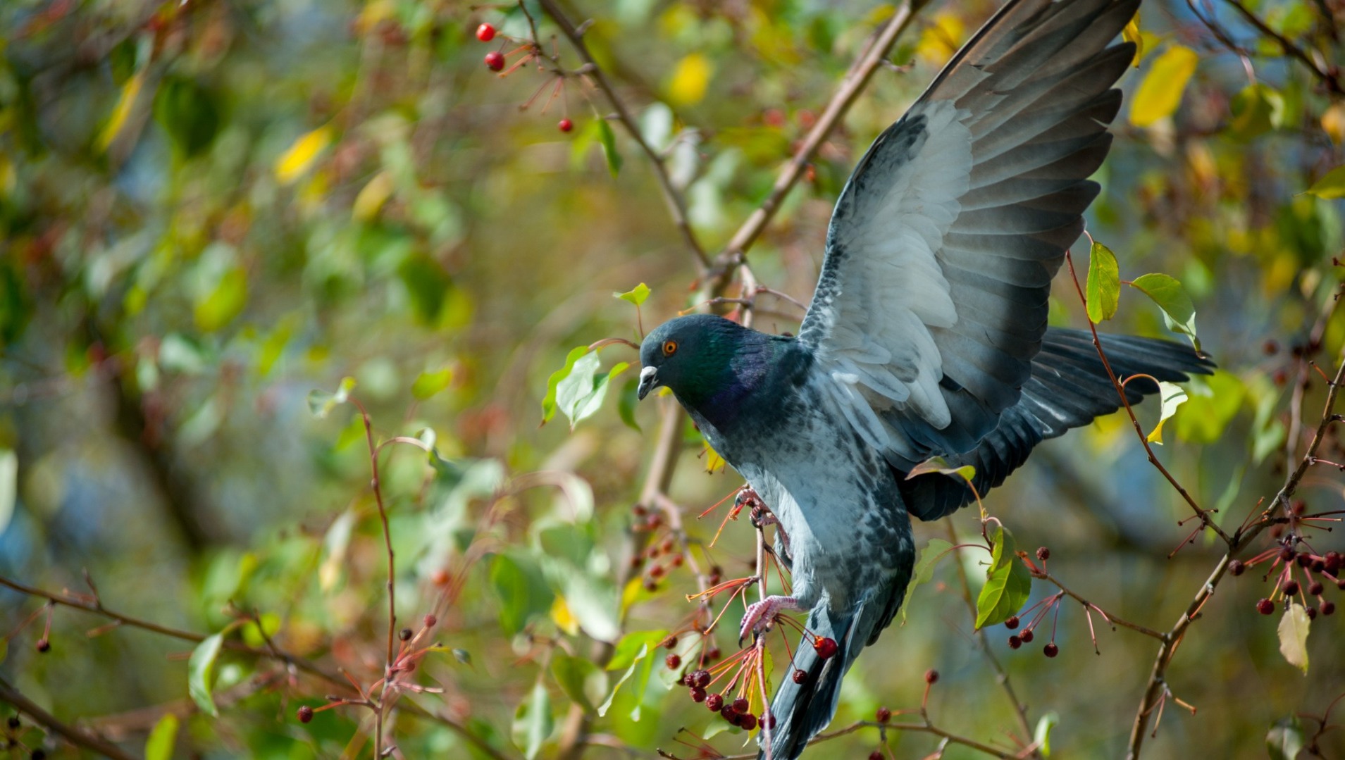 В Нижнем Тагиле хищная птица схватила голубя в центре города