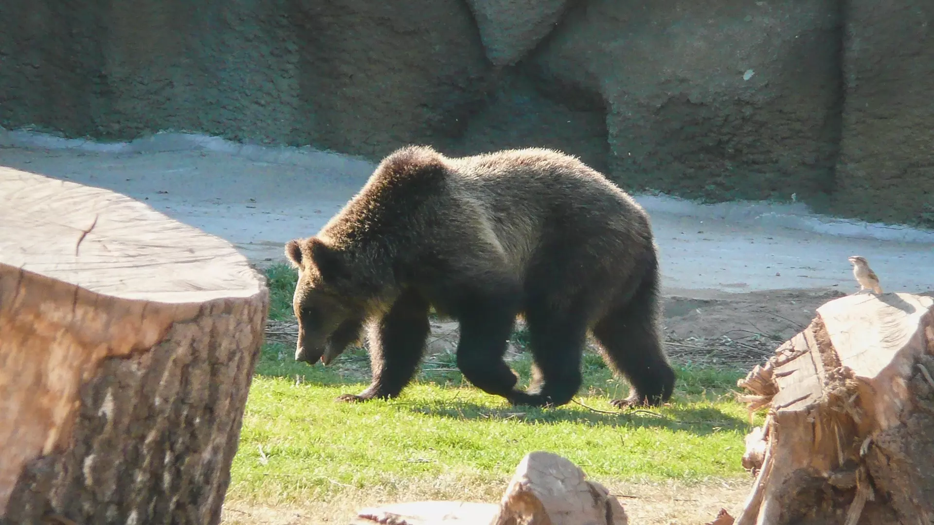 Экстренное предупреждение объявили в Свердловской области из-за медведя