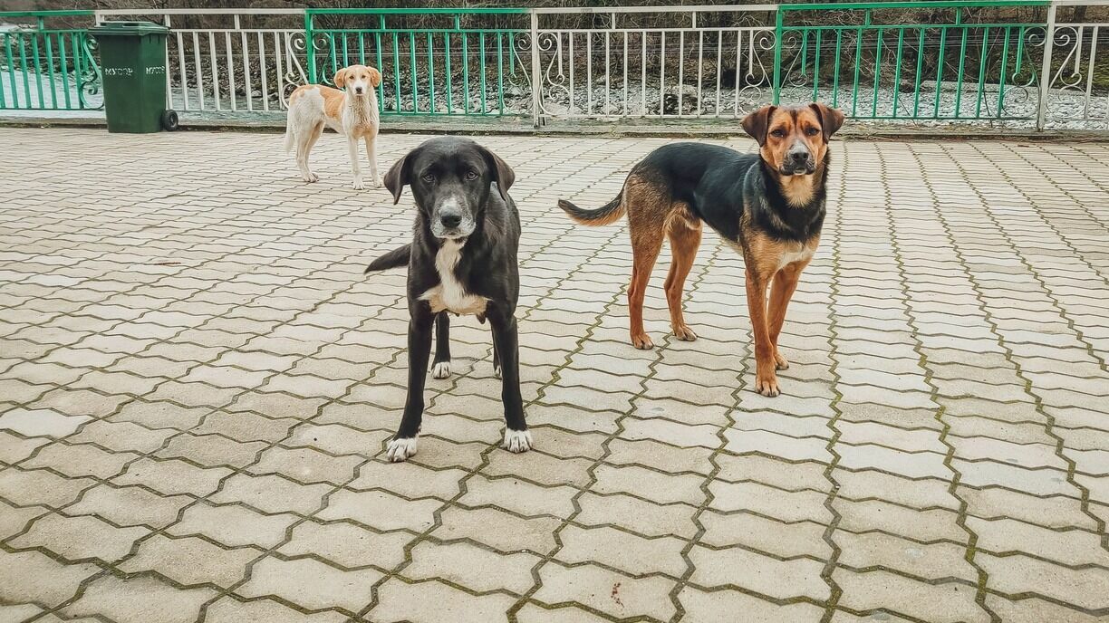 Почти 700 бездомных собак отловлено в Екатеринбурге с начала года
