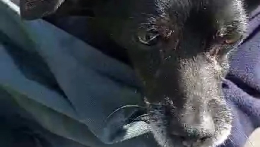 Собака застряла в плотине в Нижнем Тагиле