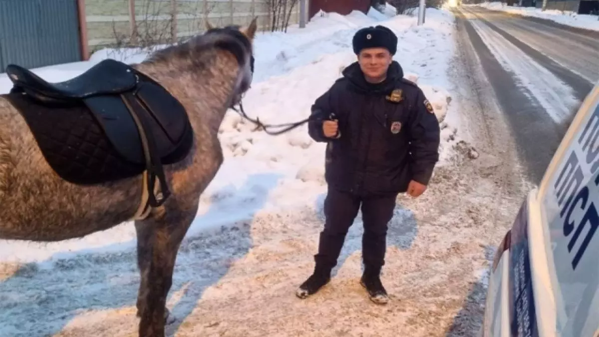 Полицейские спасли заблудившуюся в Екатеринбурге лошадь