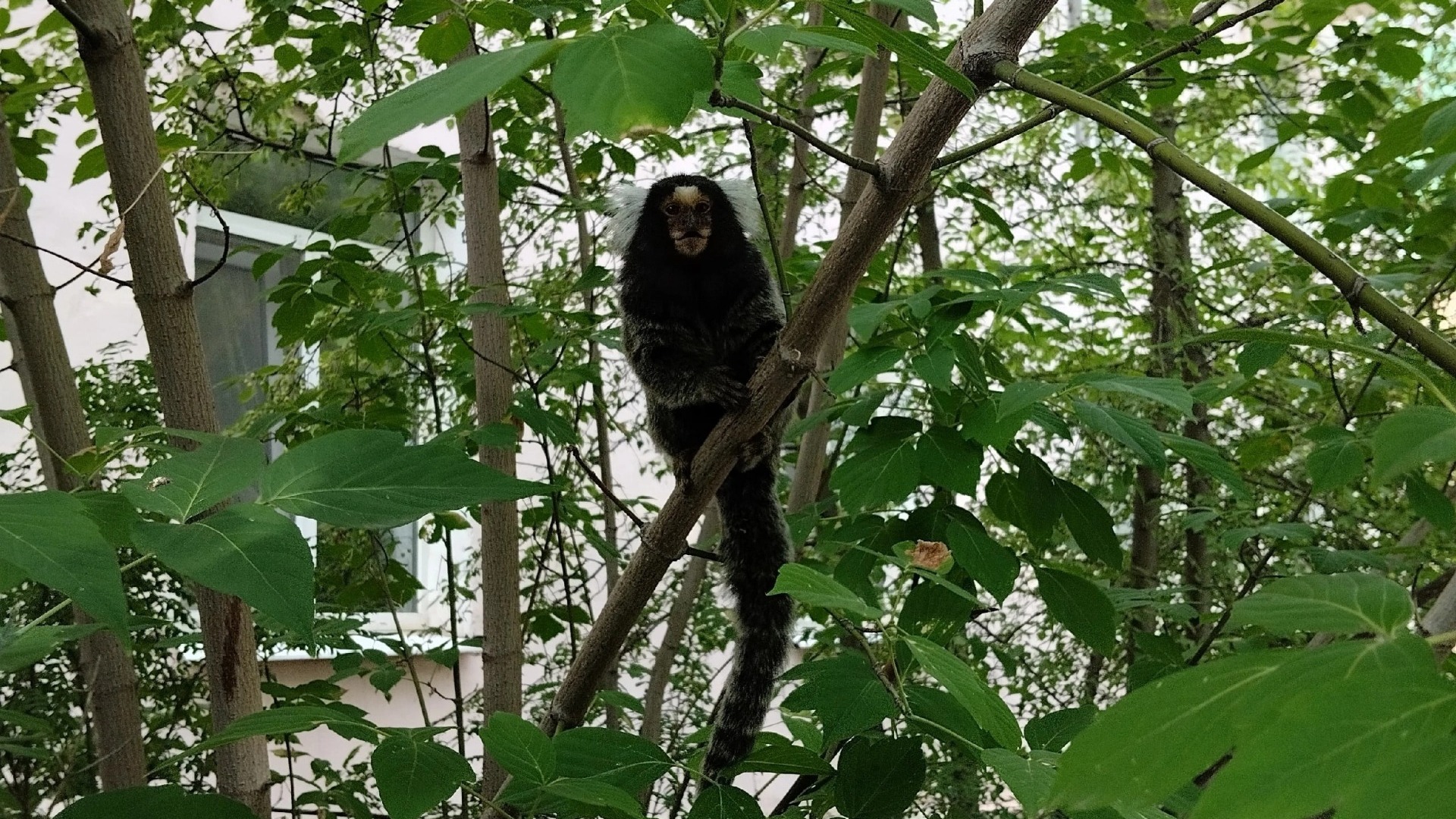 Бегающую по улице обезьяну обнаружила на Вагонке жительница Нижнего Тагила