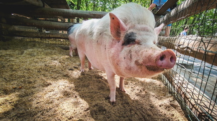 Неизвестные разбрасывают трупы свиней с чумой по лесам Свердловской области