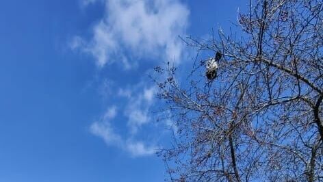 В Нижнем Тагиле дети пытались залезть на дерево и снять запутавшегося голубя