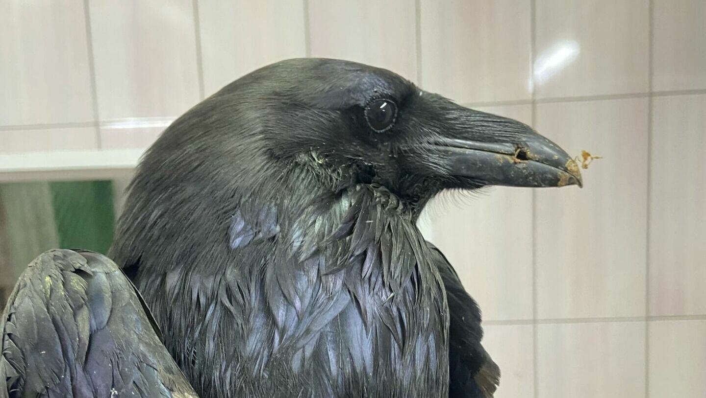В Нижнем Тагиле дробью расстреляли ворона