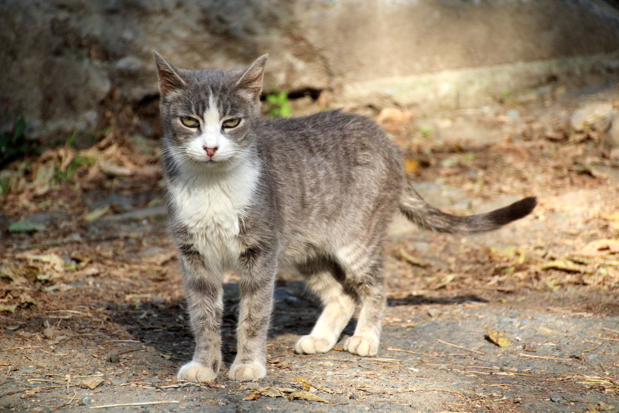 Двадцать котов породы мейн-кун две недели ели труп хозяйки в Ростовской области