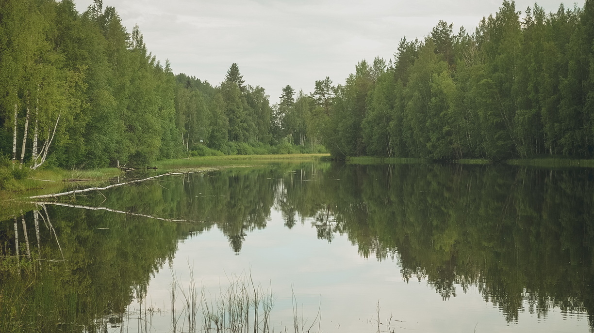 Сотни мертвых лещей найдены в Черноисточинском пруду под Нижним Тагилом