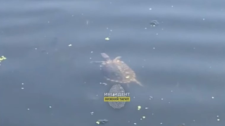 Красноухая черепаха плавала в пруду на Вагонке среди уток в Нижнем Тагиле