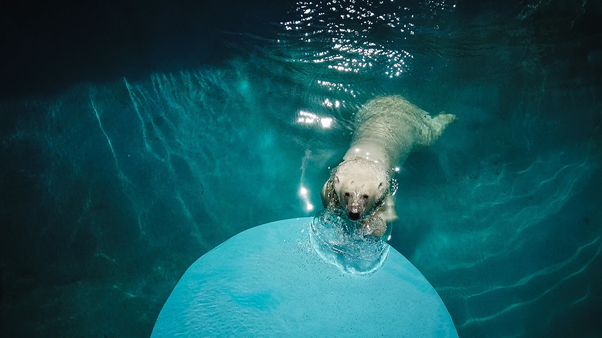 Белую медведицу Хатангу привезли в зоопарк Екатеринбурга