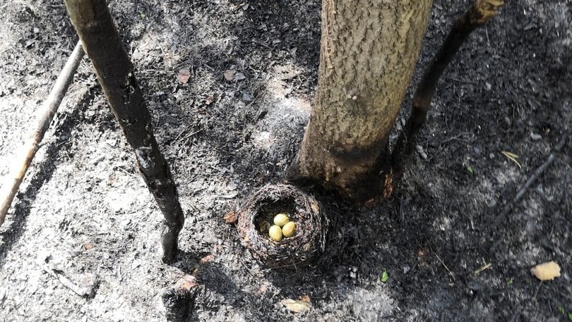 Птичье гнездо пострадало при пожаре в садах под Нижним Тагилом