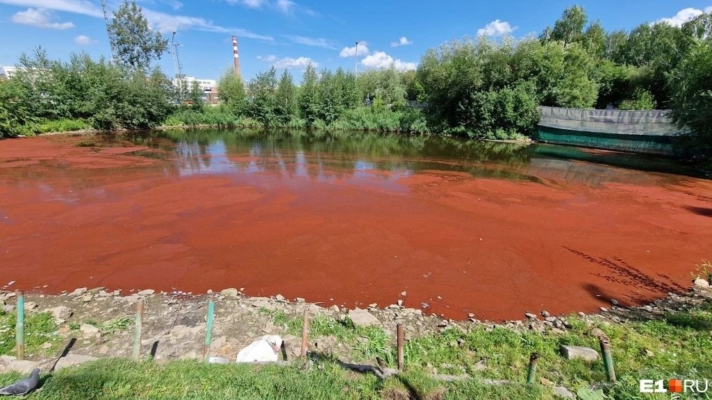 Озеро в Екатеринбурге окрасилось в бордовый цвет