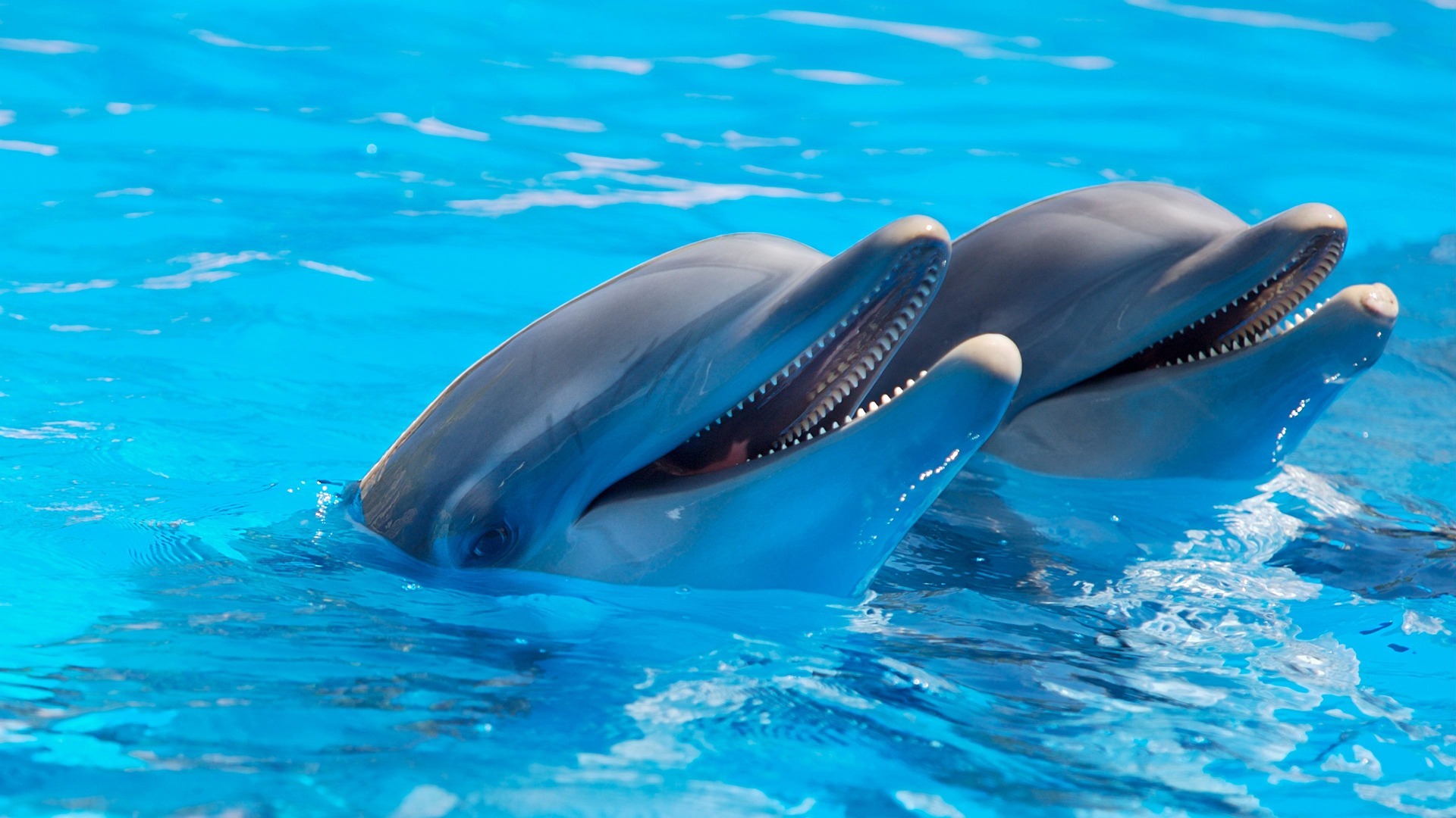 Зоозащитник обвинил екатеринбургский океанариум в избиении дельфина клюшкой