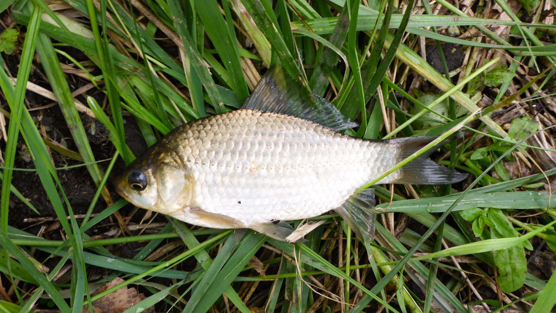 На берегу Верхнемакаровского водохранилища найдена мертвая рыба в зеленой пене