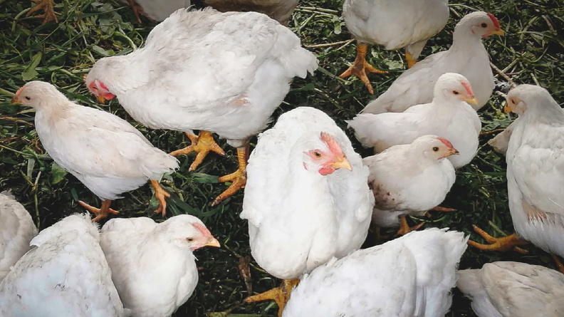 Ждет ли свердловчан «куриный кризис» после закрытия и продажи птицефабрик?