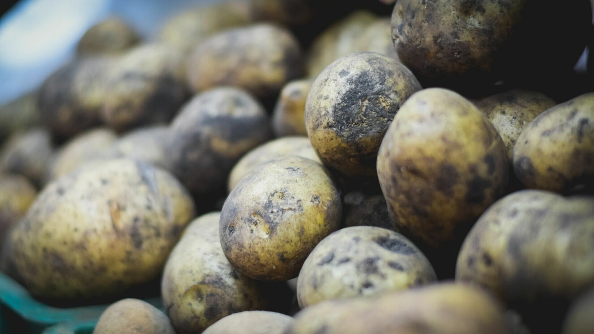 Опасный картофель найден в Свердловской области
