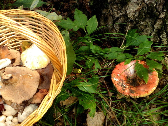 Редкий гриб с запахом селедки нашел в лесу екатеринбуржец