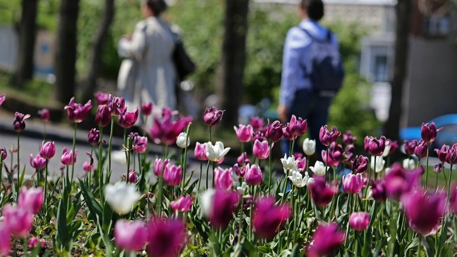Улицы Нижнего Тагила украсят 300 тысяч цветов