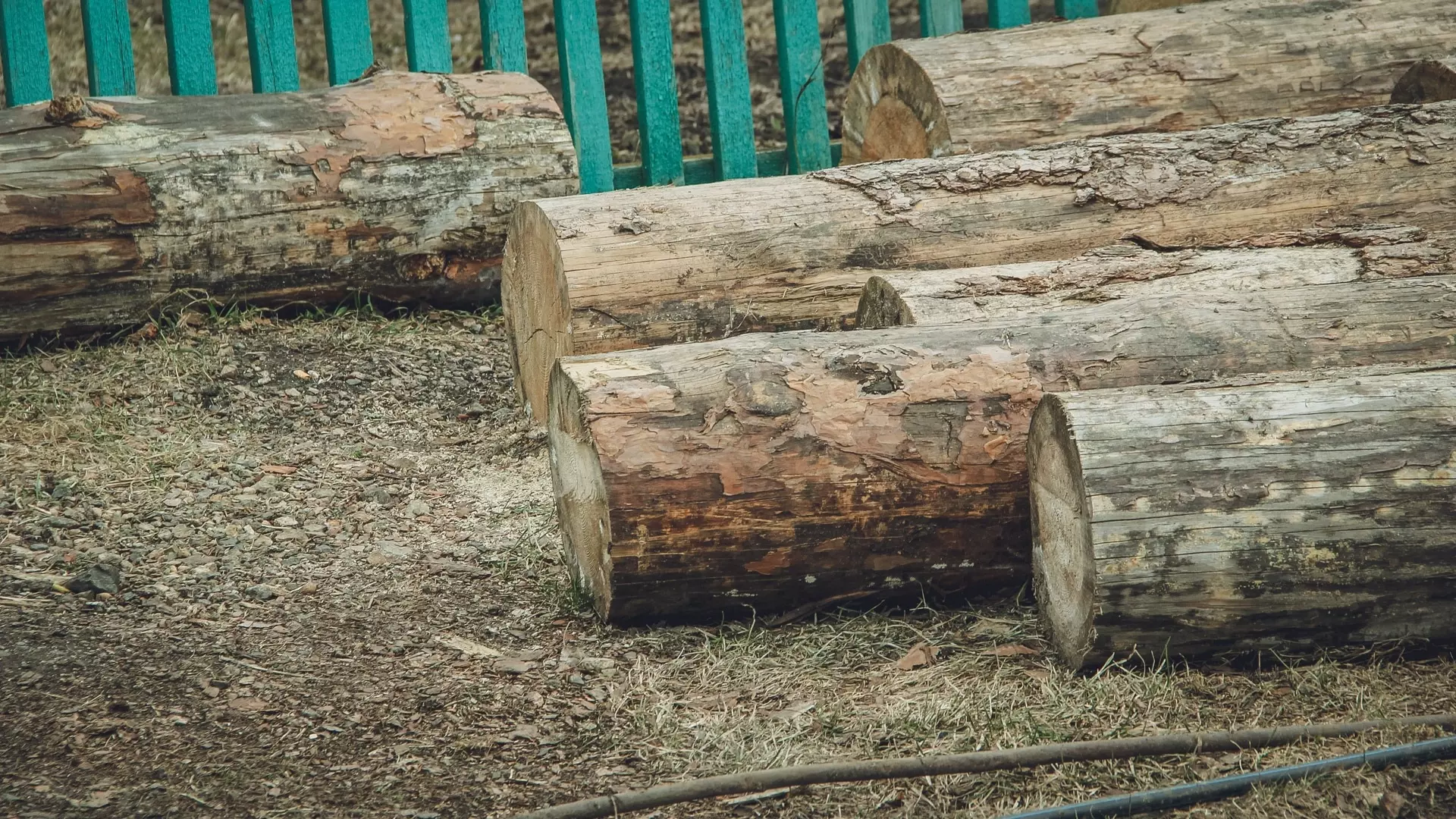 31 аварийное дерево вырубят в детских садах Нижнего Тагила