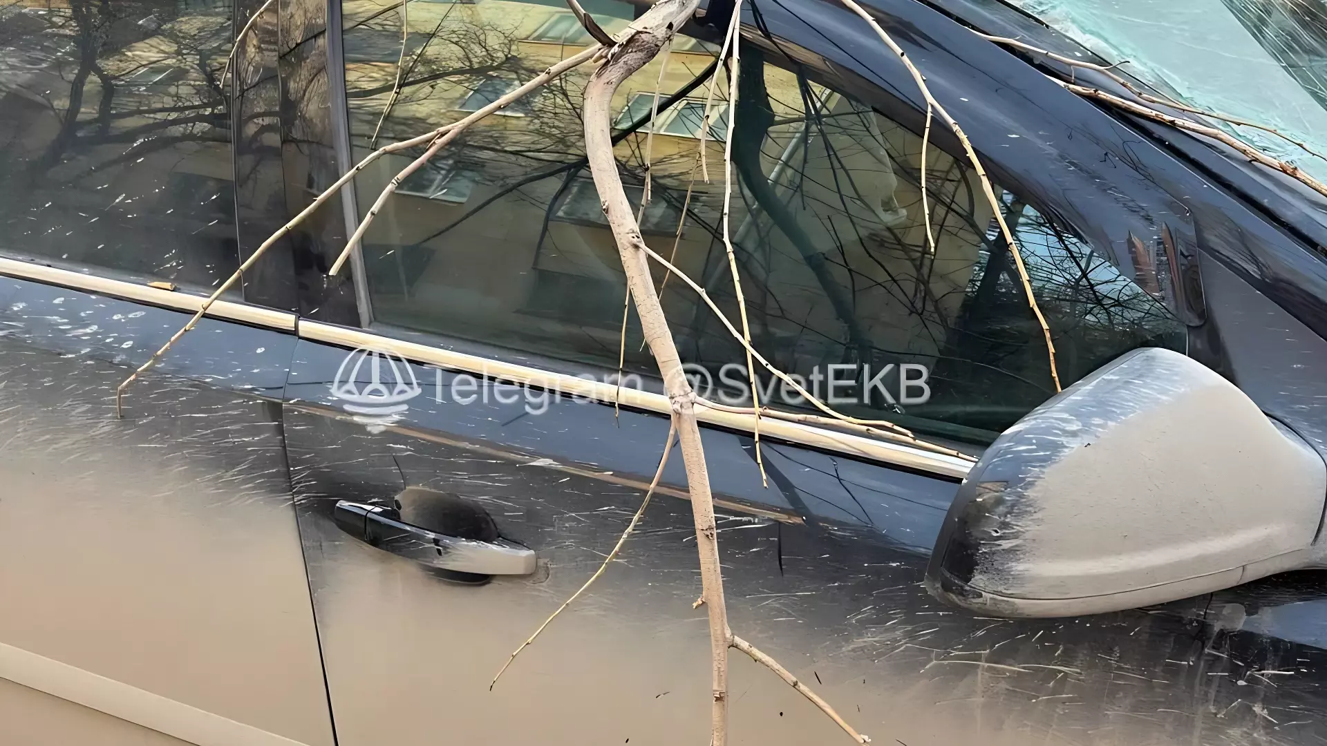 В Екатеринбурге сгнившее дерево упало на автомобиль на Академической