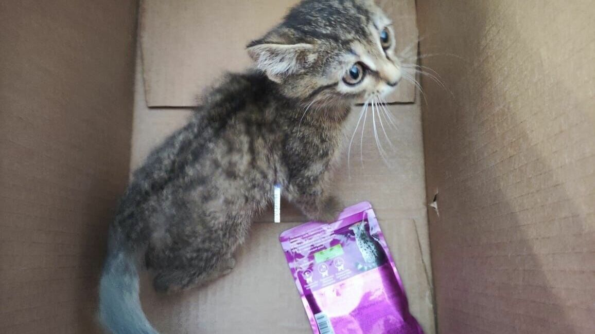Котенка достали из вентиляции поликлиники в Нижнем Тагиле