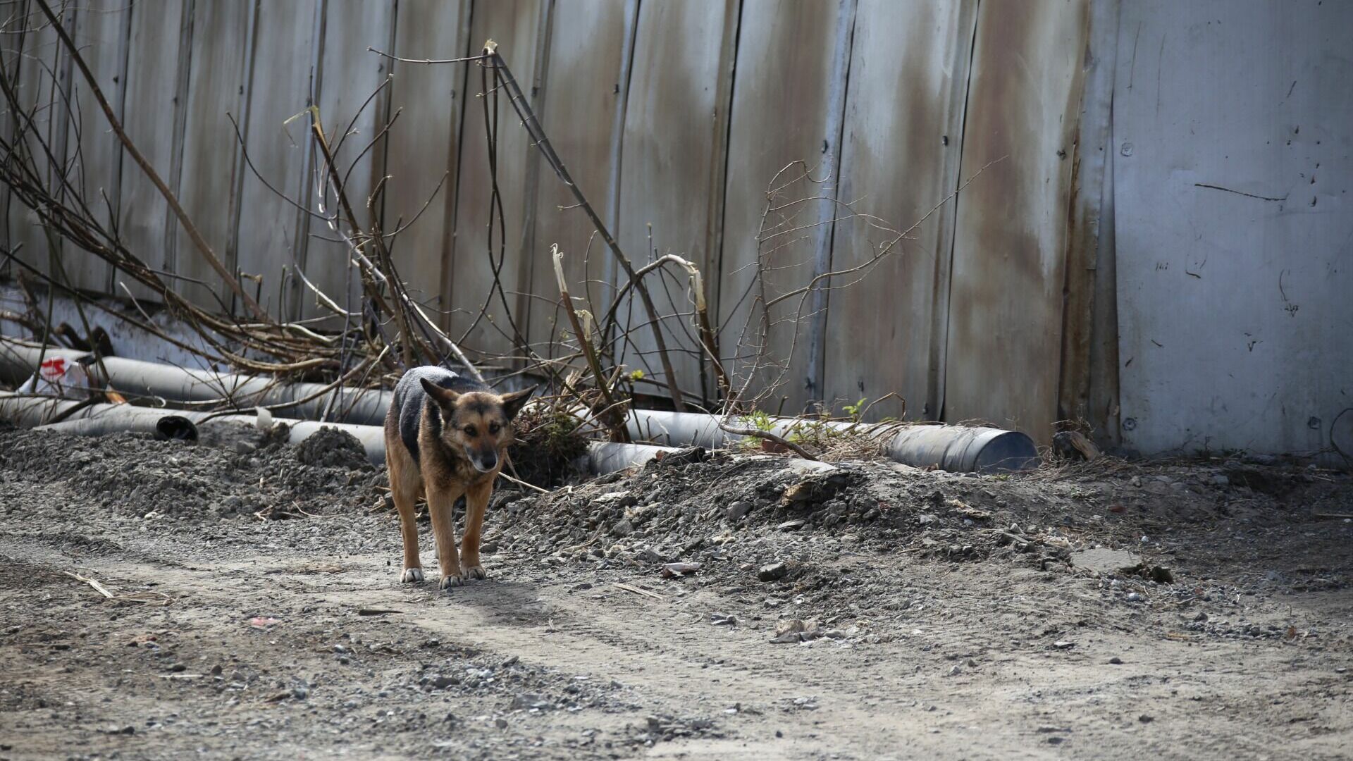 В Нижнем Тагиле будут вести статистику случаев нападений бродячих собак на людей