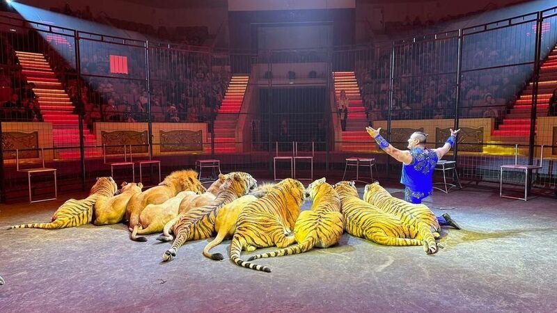 Укротитель тигров Карлос Бресчиани о Нижнем Тагиле, хищниках и жизни в России