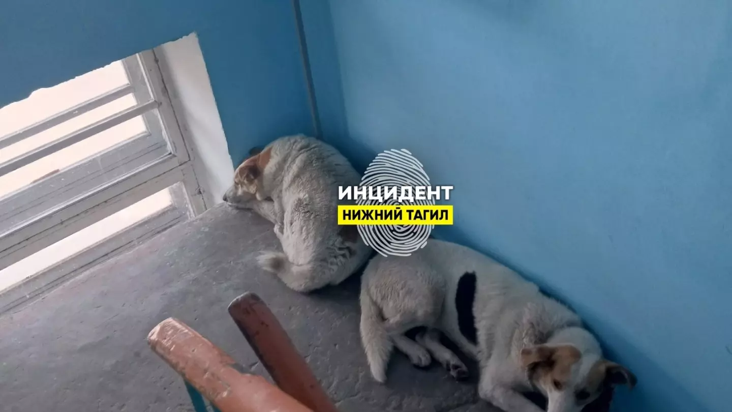 Жители Нижнего Тагила пожаловались на соседей, устроивших дома приют для собак
