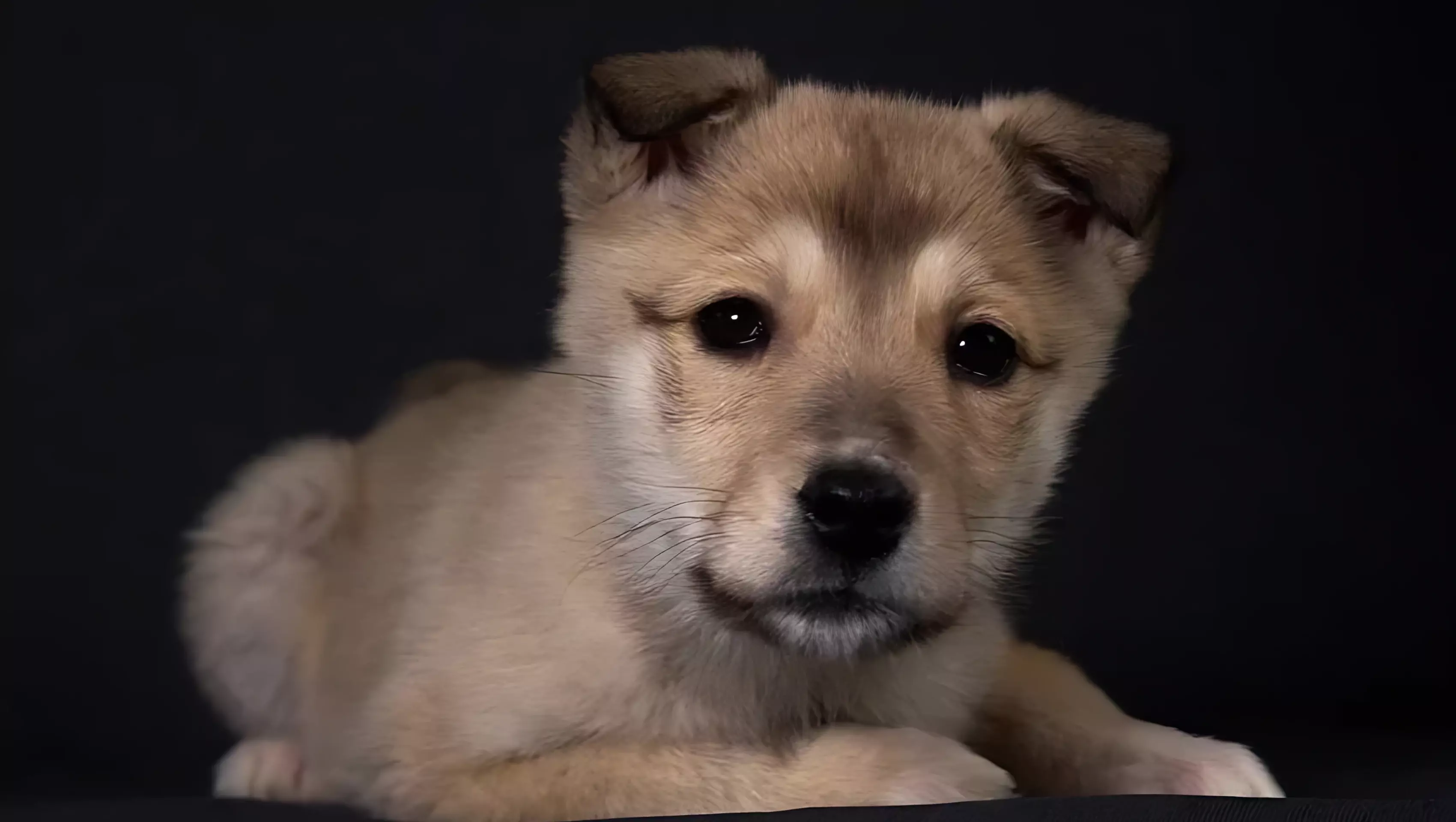 У жительницы Екатеринбурга есть три дня для поиска хозяев четырем щенкам
