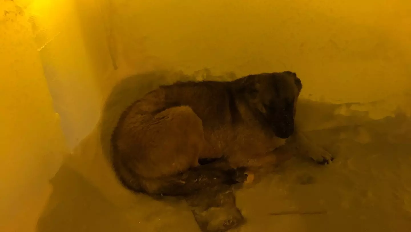 Спасенной от морозов собаке ищут хозяев в Нижнем Тагиле