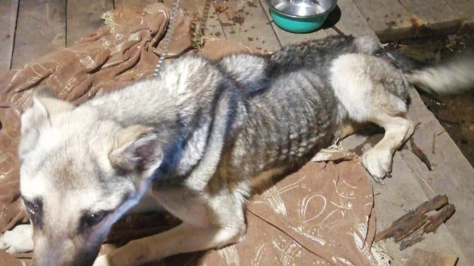О заморенных голодом собаках в бывшем питомнике под Первоуральском заявили активисты
